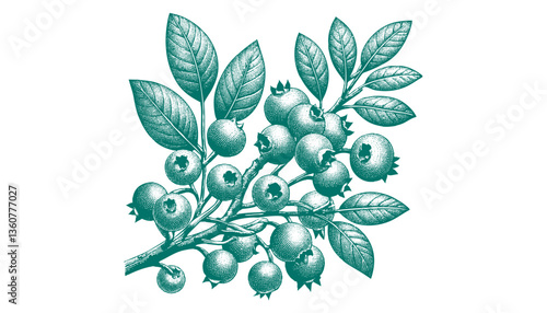 Blueberry branch engraving vector