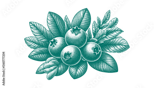 Blueberry branch engraving vector