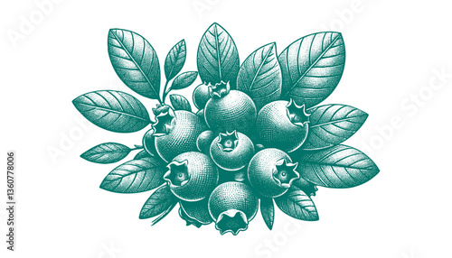 Blueberry branch engraving vector