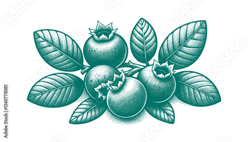 Blueberry branch engraving vector