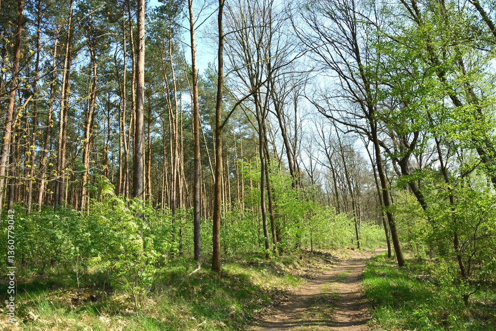 Fototapeta premium Wald im Frühling bei Brandenburg an der Havel