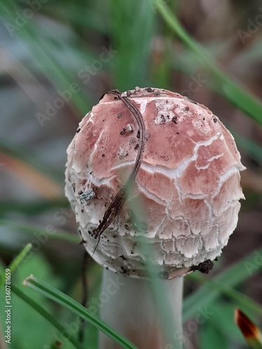 mushroom in the forest