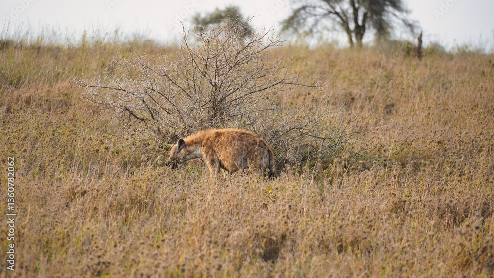 The Graceful Antelope Roaming in the Lush Tall Grassland at Dusk, Surrounded by Natures Beauty The Graceful Antelope Roaming in the Lush Tall Grassland at Dusk, Surrounded by Natures Beauty