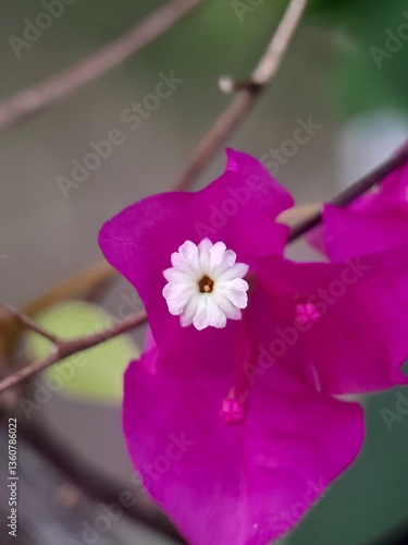 pink flower in a garden