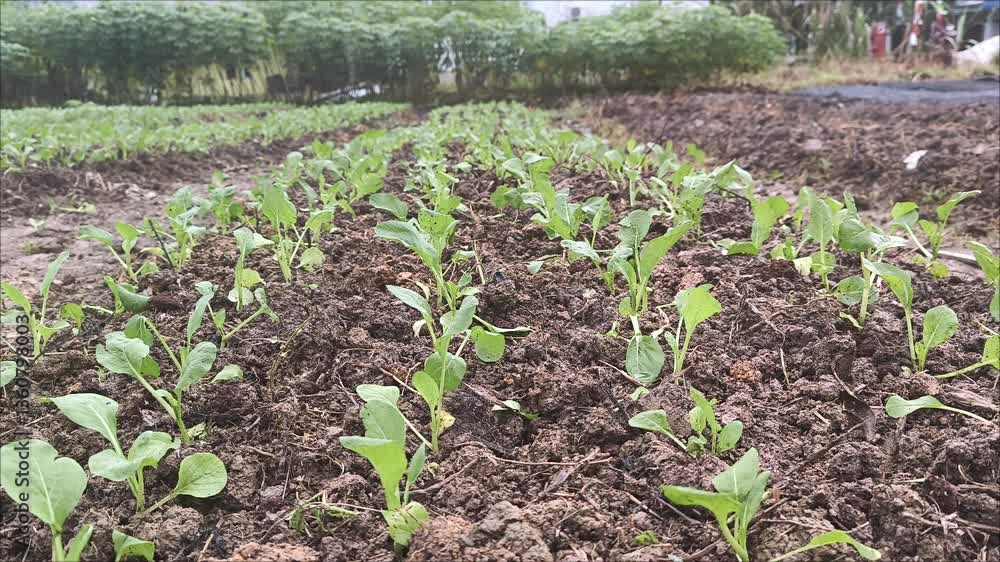 Mustard greens start to grow from the soil in the garden bed Mustard greens start to grow from the soil in the garden bed
