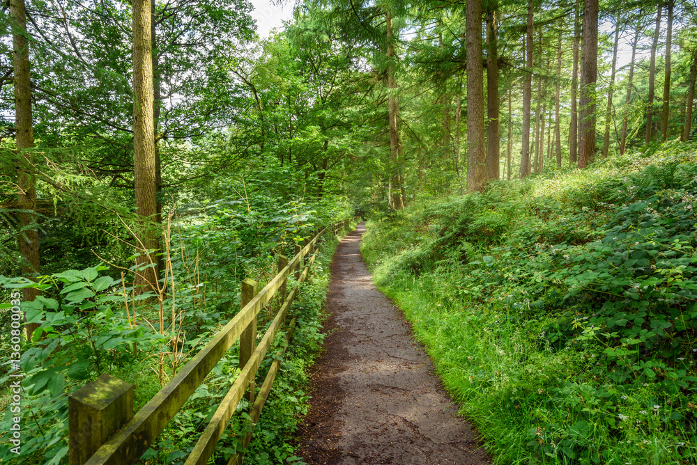 Narrow straight fenced path through a lush forest in the mountains on a sunny summer day Narrow straight fenced path through a lush forest in the mountains on a sunny summer day
