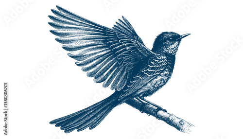 Restless flycatcher bird engraving vector illustration