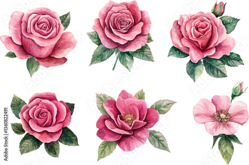 set of pink roses vector