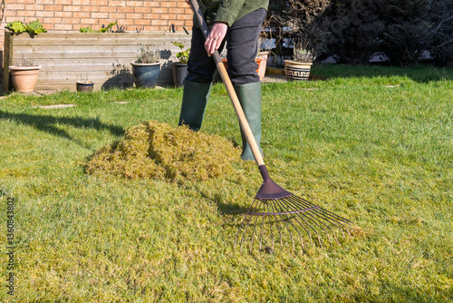 Woman Gardener Using Lawn Rake to Scarify and Remove Moss and Thatch From Grass Lawn