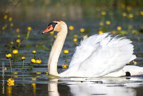 Fotografia Beautiful mute swan Cygnus olor swimming amongst yellow water-lilies Nuphar lute