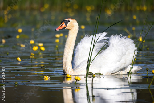 Fotografia Beautiful mute swan Cygnus olor swimming amongst yellow water-lilies Nuphar lute