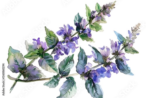 Watercolor Blue Catmint Isolated on White Background. Beautiful Catmint Flower