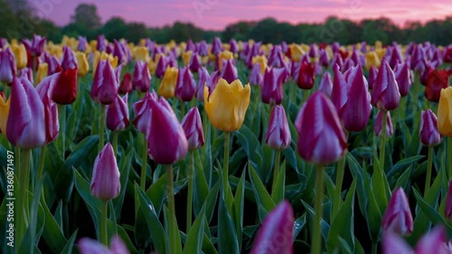 Vibrant Tulip Field at Dusk with Colorful Blooms  