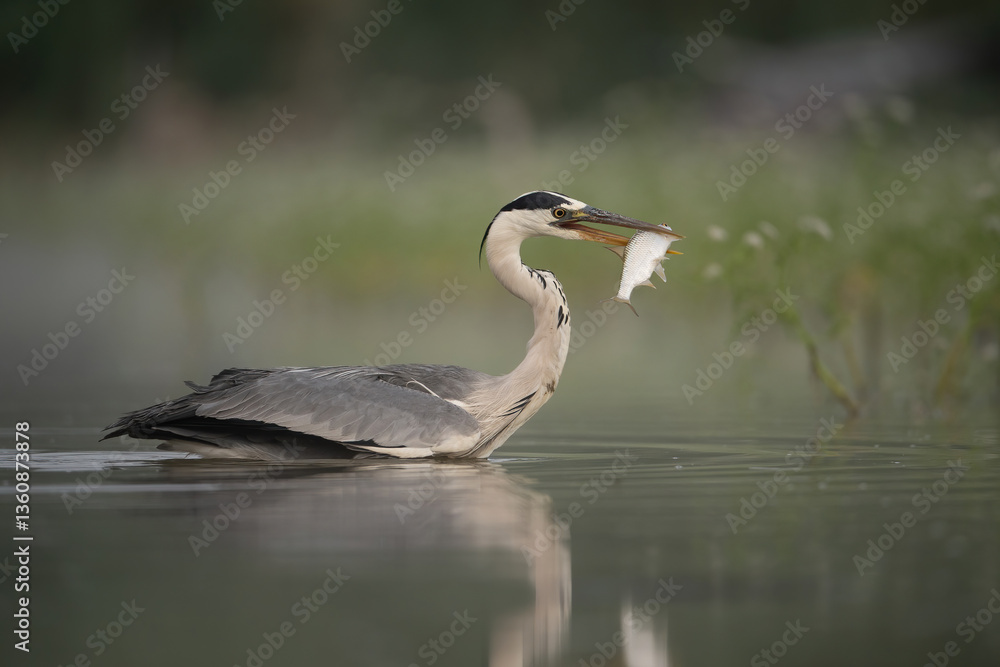 Naklejka premium Grey heron (Ardea cinerea). Heron holds fresh catch in its beak as it stands in shallow lake. Calm water and soft-focus greens. Perfect timing showing predator-prey moment.