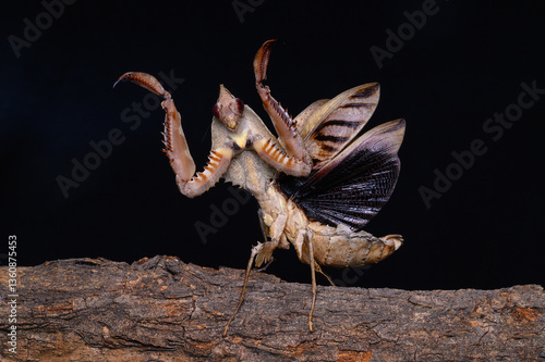Naklejka Mantis