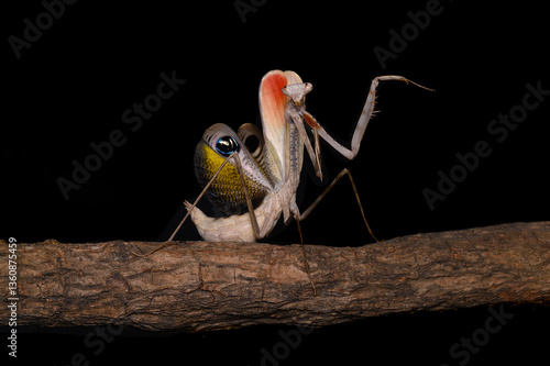 Mantis