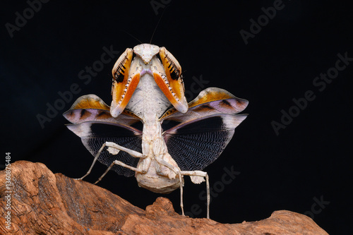 Mantis
