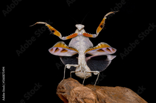 Mantis