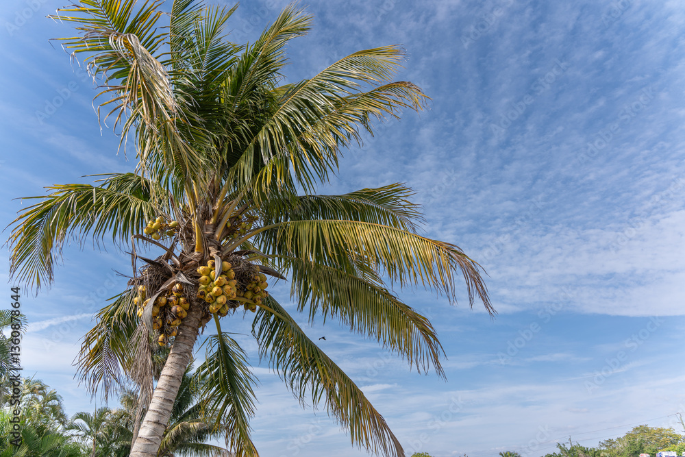 Coconut Palm Tree under Blue Sky Coconut Palm Tree under Blue Sky