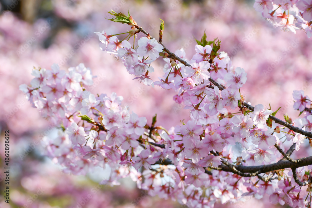 Fototapeta premium 京都 淀水路の河津桜