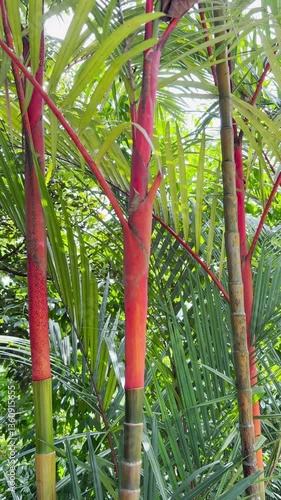 red bamboo trees