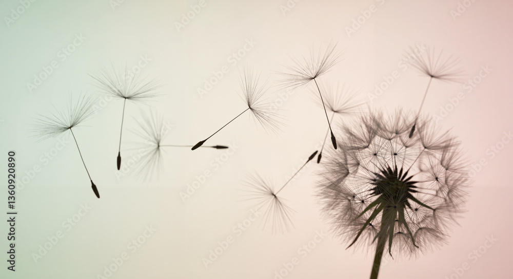 custom made wallpaper toronto digitalSoftly Drifting Dandelion Seeds against Pastel Background, Delicate & Ethereal Style, Soft Colors, for Wishes, Hope, New Beginnings Concepts, Wellness & Nature Design Use