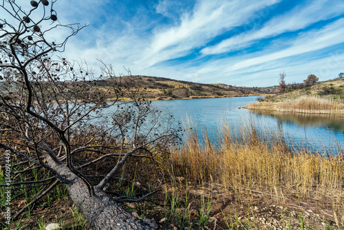 Felled Burnt Tree on Lake Marathonas Shore