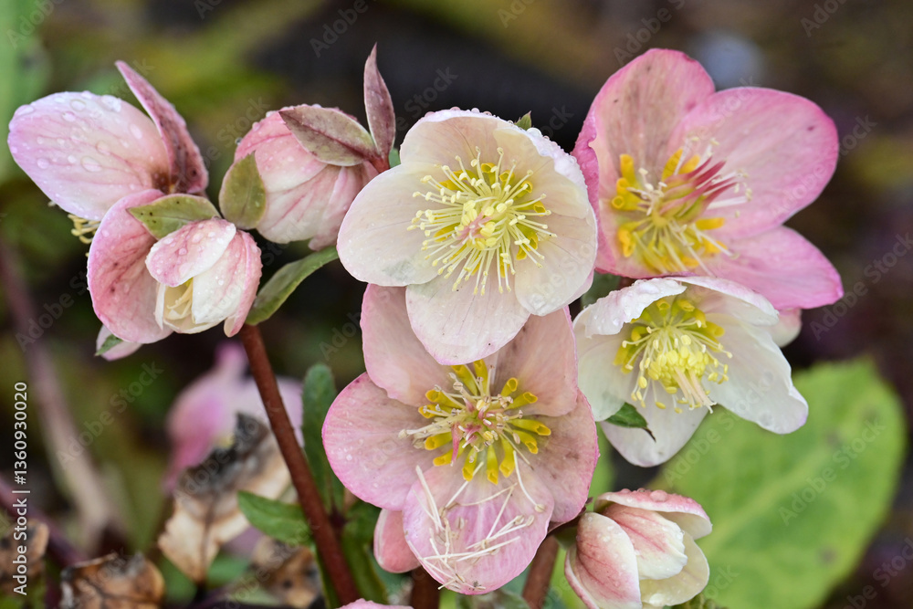 Wild Christmas rose or black hellebore (Helleborus niger) flowers growing in Sitka, Alaska. Wild Christmas rose or black hellebore (Helleborus niger) flowers growing in Sitka, Alaska.