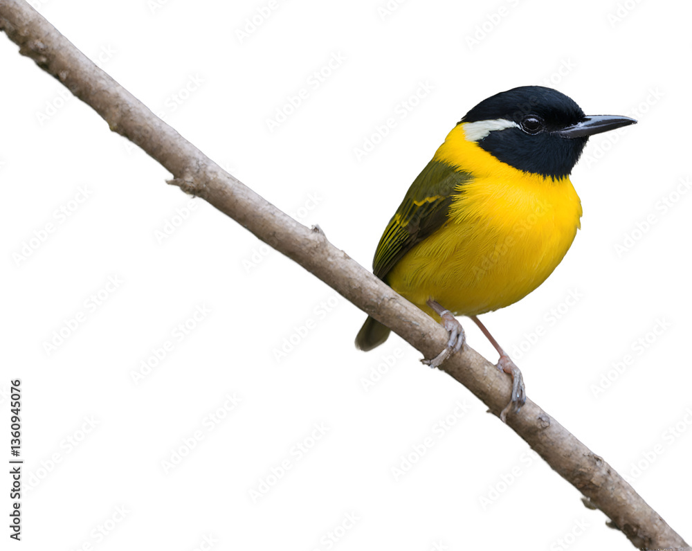 Obraz premium Vibrant Golden-Collared Manakin Perched on a Branch, A Captivating Study of Tropical Birdlife and Avian Beauty in its Natural Habitat Displaying Vivid Plumage and Unique Markings