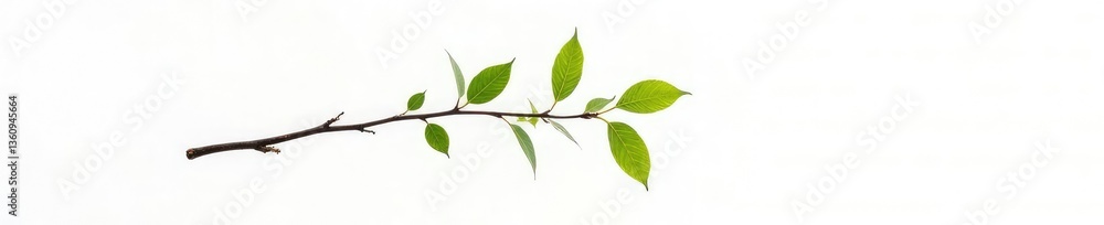 Fototapeta premium Isolated branch against a plain white background, minimalist, isolated