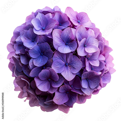 A Stunning Purple Hydrangea with Rounded Petals Isolated on Transparent Background