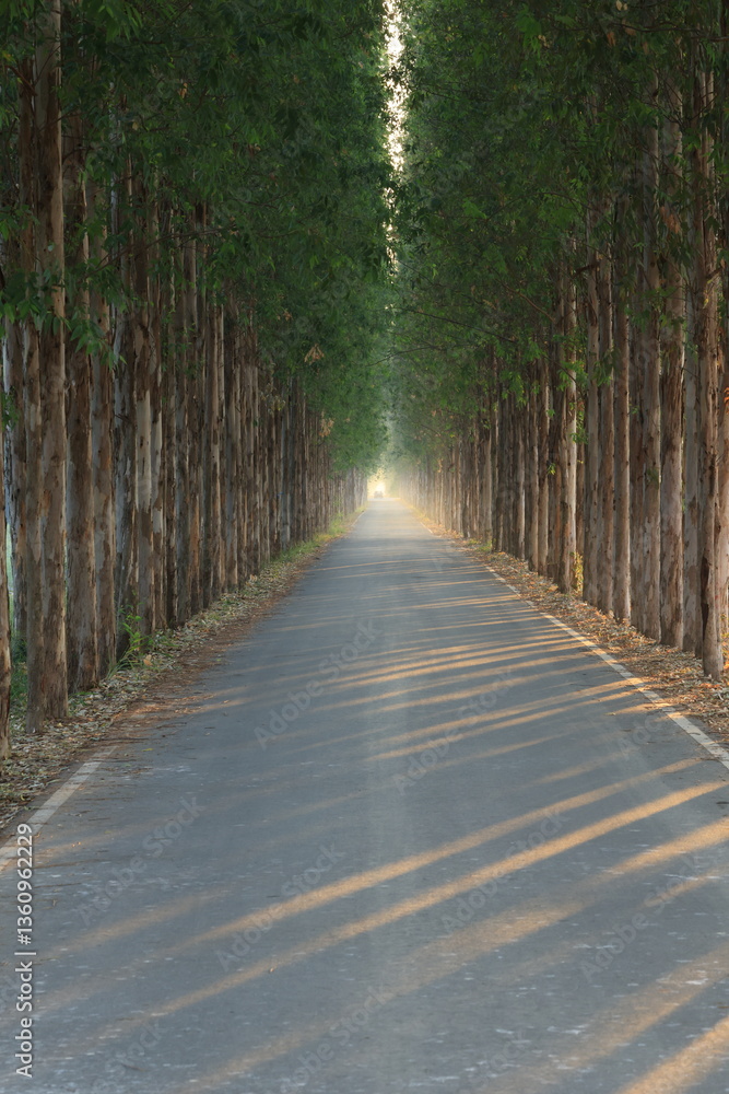 Naklejka premium Long straight road with enormous eucalyptus trees in the Kasetsart Unitversity Kamphaeng Saen campus ,Thailand