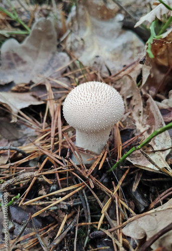 Lycoperdon perlatum. Photo of a mushroom in the forest, close-up