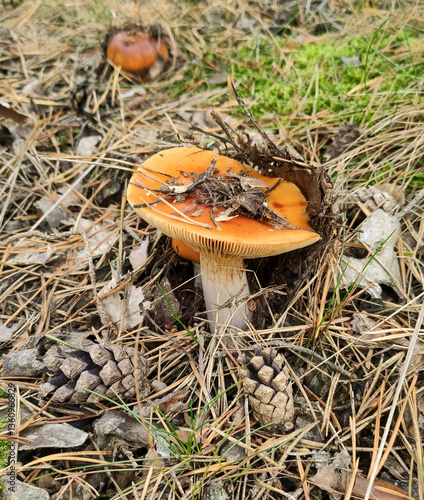 Russula. Photo of a mushroom in the forest, close-up