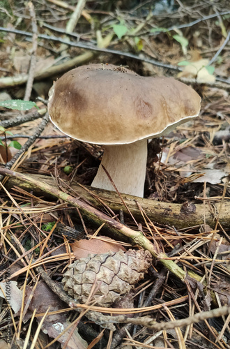 Boletus. Photo of a mushroom in the forest, close-up