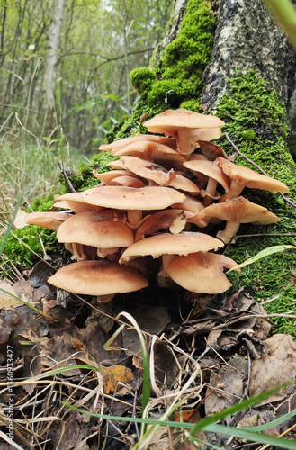 Armillaria ostoyae. Photo of a mushroom in the forest, close-up
