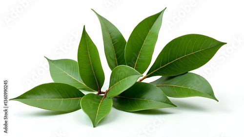 Wallpaper Mural  Professionally Styled Bay Leaves: Culinary Excellence  Torontodigital.ca