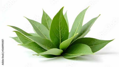 Wallpaper Mural  Perfectly Balanced Composition of Mediterranean Bay Leaves  Torontodigital.ca