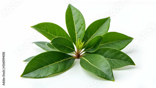 Wallpaper Mural  Matte and Glossy Textures in Premium Bay Leaves  Torontodigital.ca