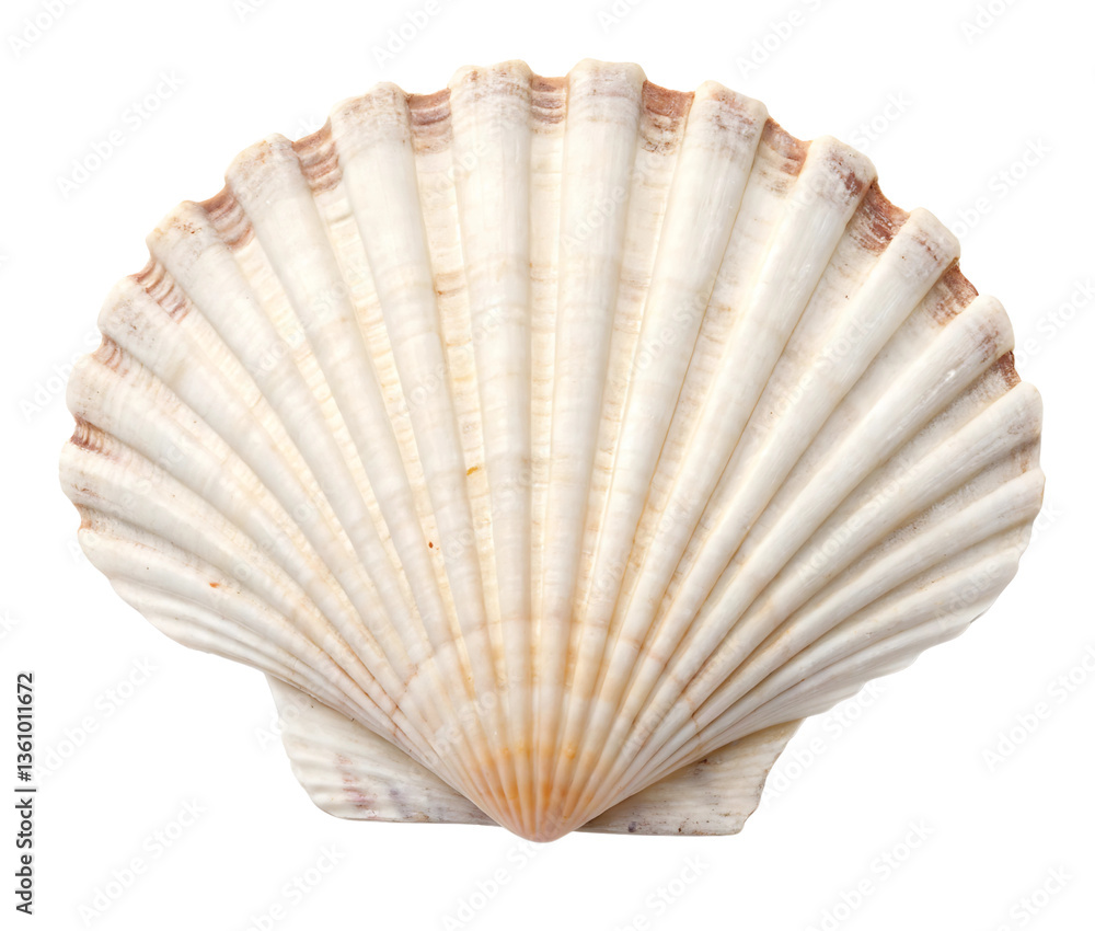 Scallop Shell – Natural Sea Shell with Elegant Ridges isolated on PNG or JPEG Background
Generated By AI Scallop Shell – Natural Sea Shell with Elegant Ridges isolated on PNG or JPEG Background
Generated By AI
