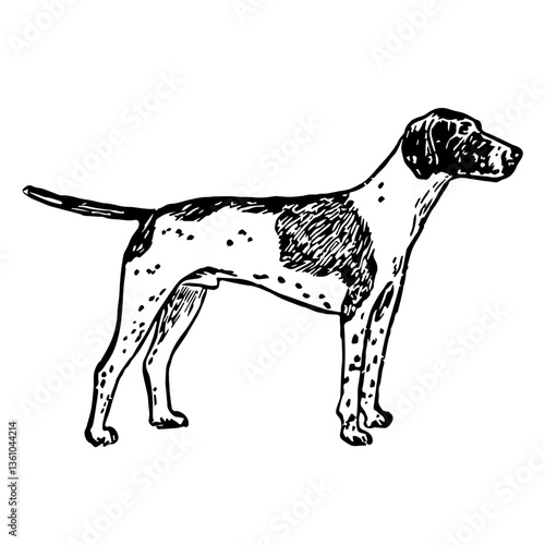 Pointer Dog Illustration in Vintage Timeless Style
