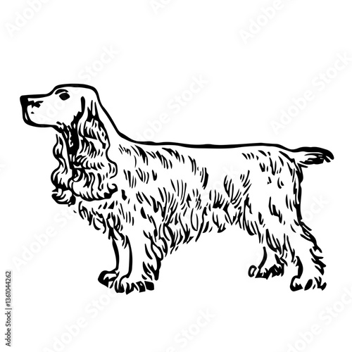 Cocker Spaniel Dog Illustration in Vintage Timeless Style