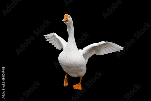 Quadro su tela A white goose flapping its wings enthusiastically on a plain black background during a sunny day