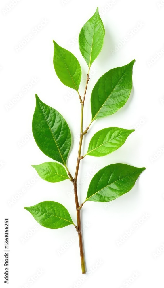 Isolated branch with leaves on white background, isolated, nature scene Isolated branch with leaves on white background, isolated, nature scene