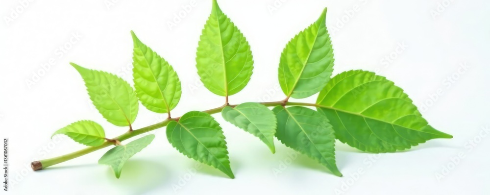 Fototapeta premium single stem with leaves in isolation on a white surface, botanical, nature, stem