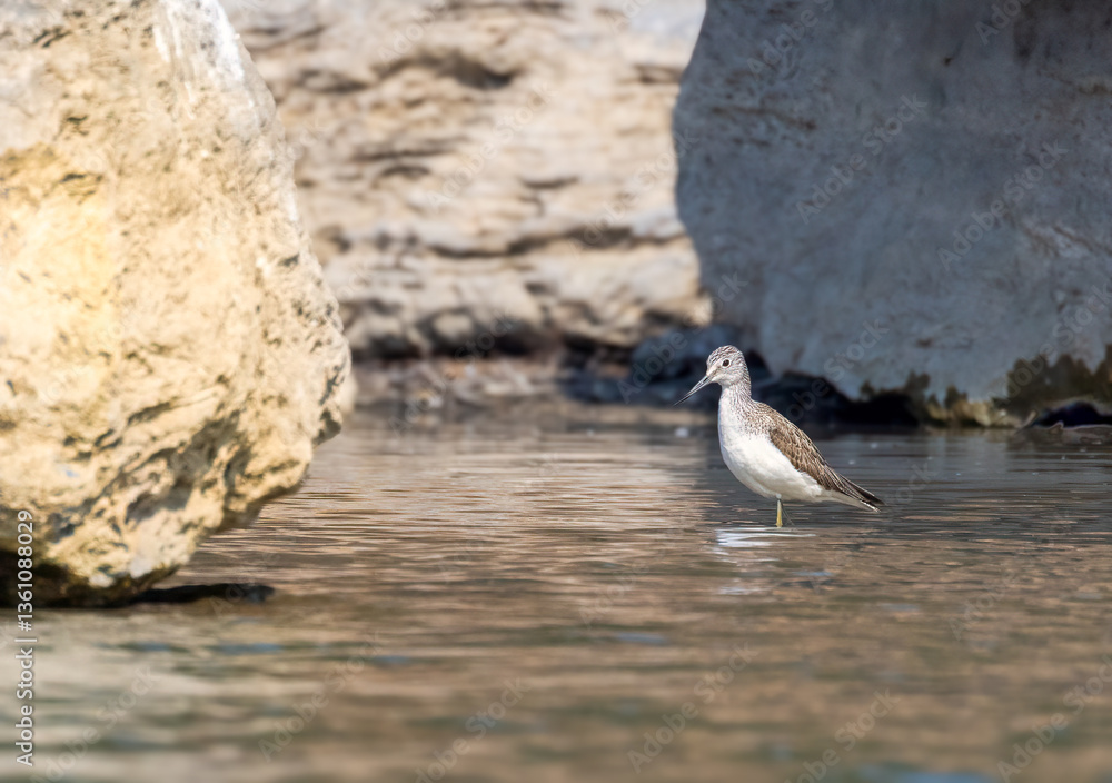 seagull on the beach seagull on the beach