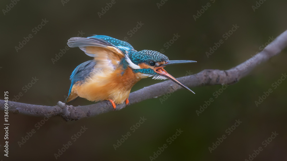 Fototapeta premium hummingbird on a branch