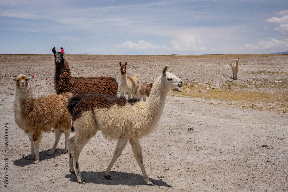 Fototapeta premium Llama in the wild in Bolivia highlands - vicuna alpaca lama.