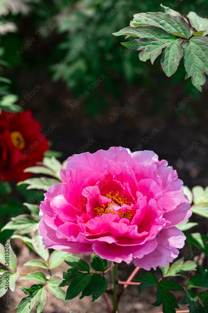 ピンクの牡丹の花 ピンクの牡丹の花