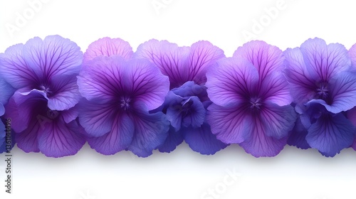 Purple & Blue Flowers Border on White